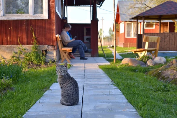 Grey tabby cat sitting on a stone walkway in front of the village house