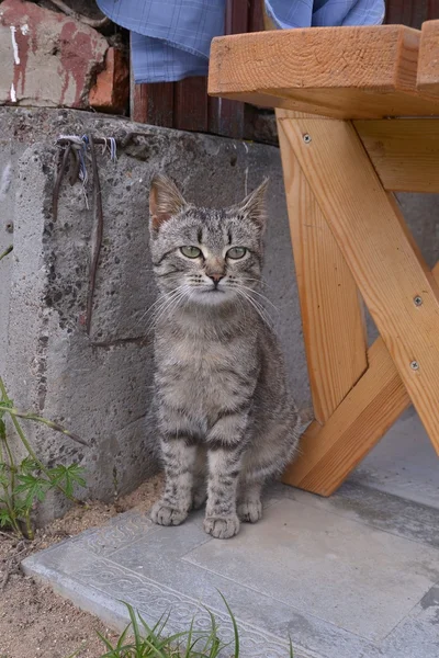 Grey tabby cat sitting on a porch in a village house