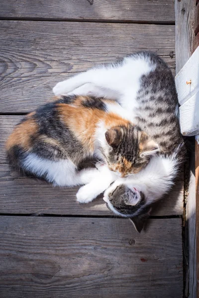 Little kittens asleep hugging each other
