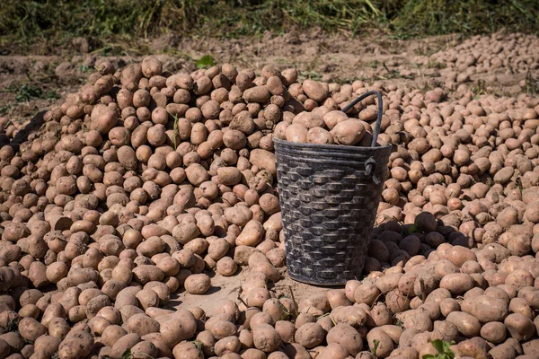Harvest potatoes in buckets and bags in the field