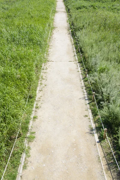 Lined straight path in a silver grass field