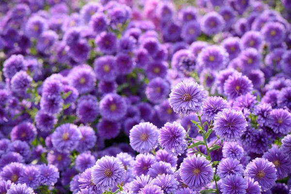 Small purple chrysanthemum flowers