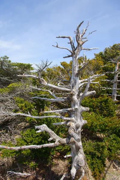 White Dead Yew trees at Yeongsil Trail