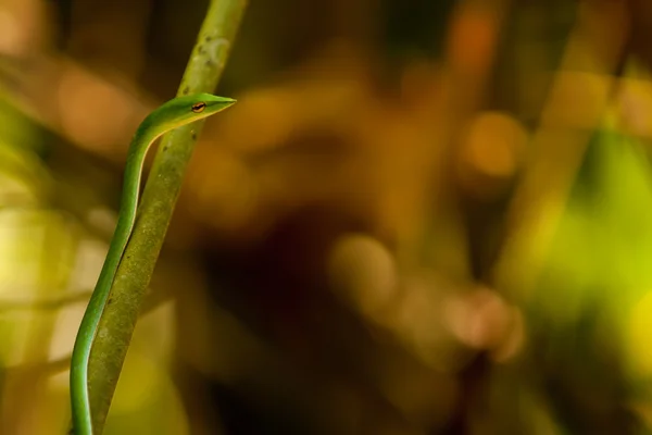 Slim green snake in Sigharaja Forest, Sri Lanka