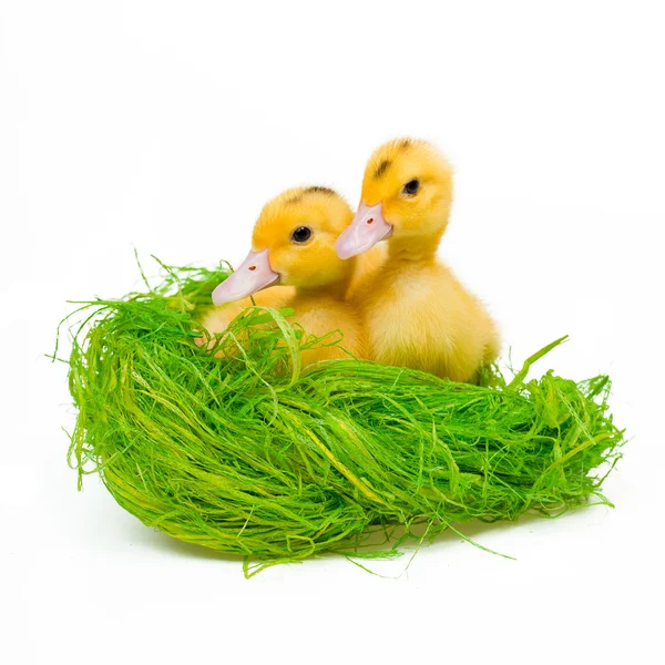 两个黄色的小鸭子在白色背景上的干草巢 - 图库