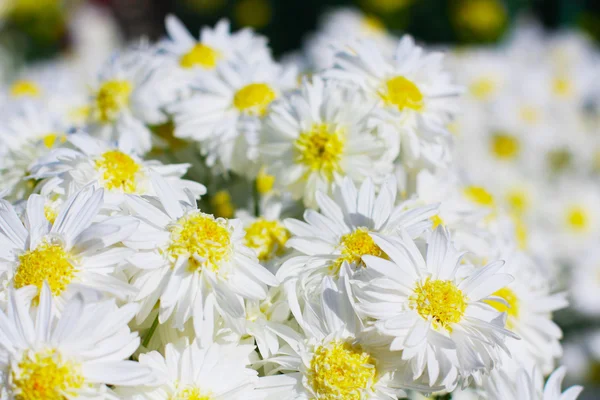 Flowers, small daisies, comomile