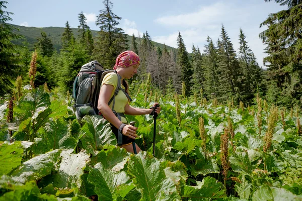 Young people are hiking in Carpathian mountains in summertime