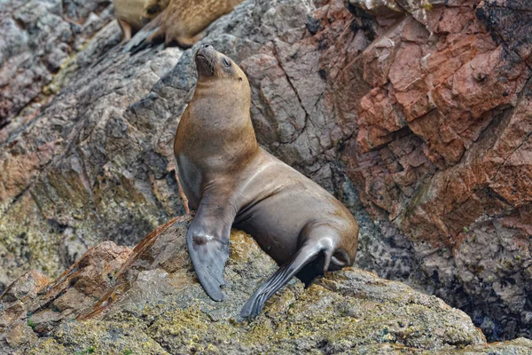 Alone sea lion on rocks of the Ballestas Islands. Peru.