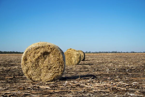 Roll of hay on field