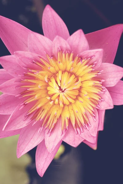 Lotus flower top view - Vintage effect style pictures
