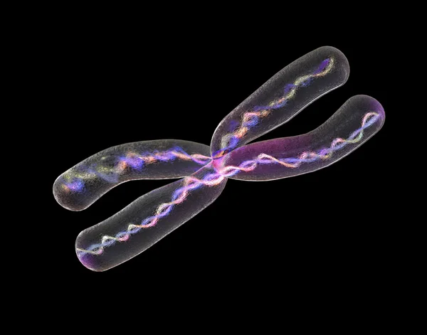 Chromosome x