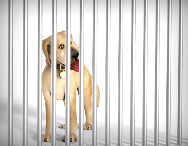 Sad dog behind the metal bars