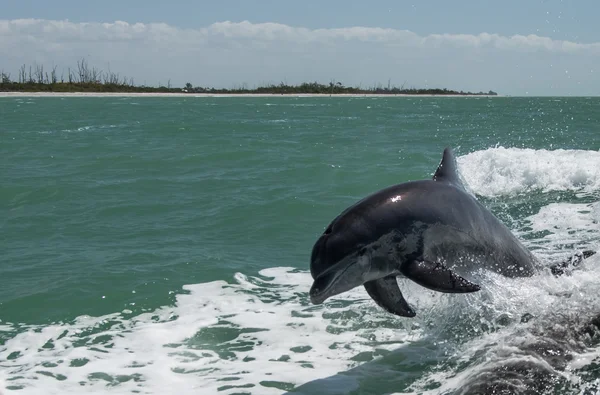 Jumping Dolphin in Florida