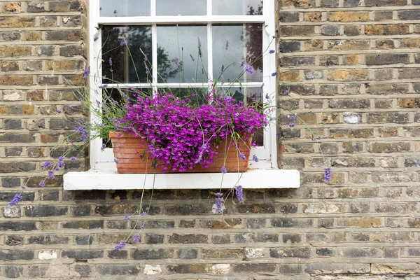 Purple Flowers in Window Box