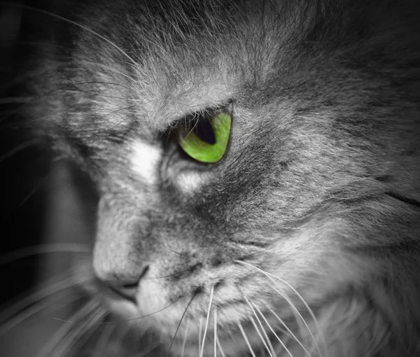 Cat face profile. Green eye.