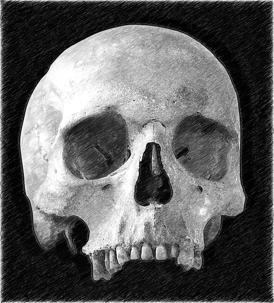 Human skull. Illustration in draw, sketch style.