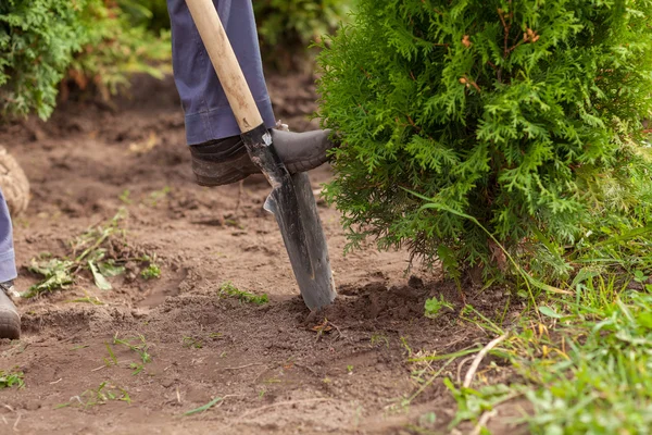 Woman gardener dug up a tree, the gardener stay near a thuja