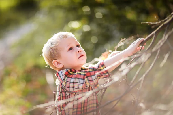 Boy plays with tree branches, climbs a tree