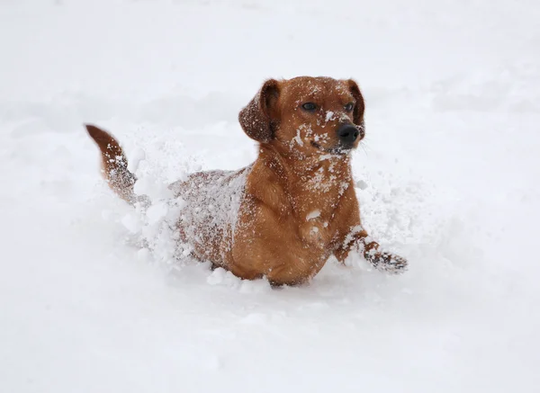 Dog dachshund in the deep snow