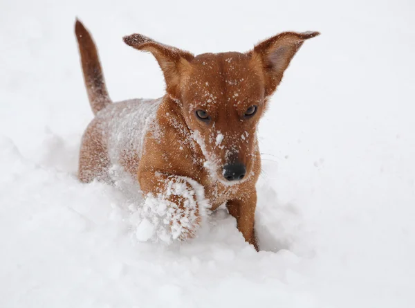 Dog dachshund in the deep snow