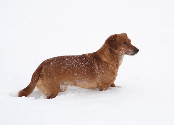 Dachshund playing in snow