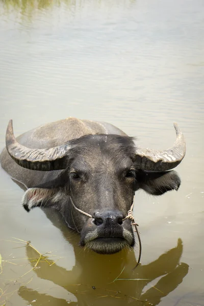 Buffalo, water buffalo,