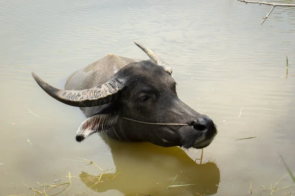 Buffalo, water buffalo,