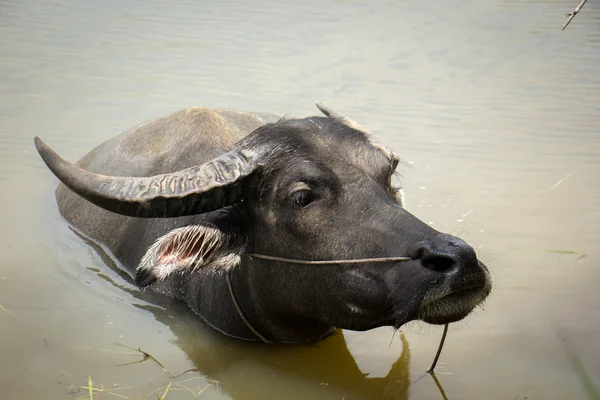 Buffalo, water buffalo,