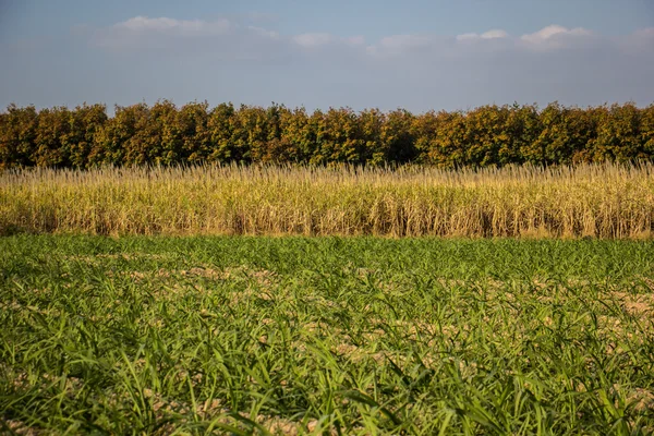 Sugarcane, sugarcane, green, sky, blue ocean, mountains, brown.