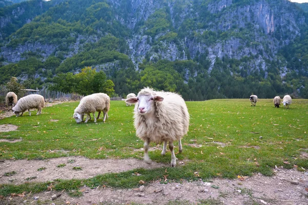 Funny sheep runs ahead of the herd