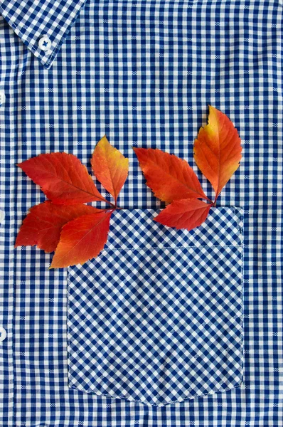 Colorful autumn leaves in a shirt pocket