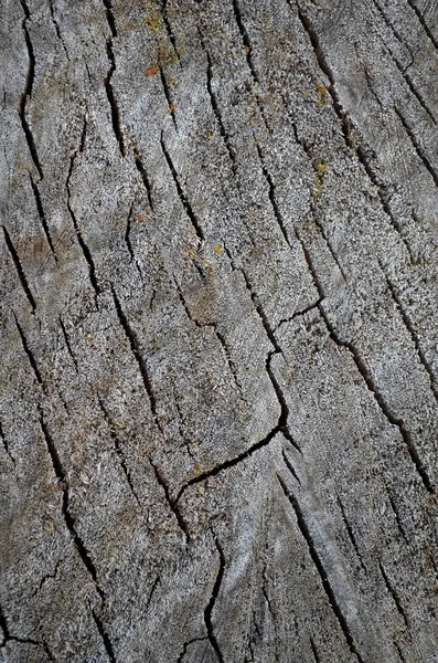 Wood section texture