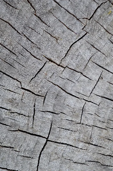 Wood section texture