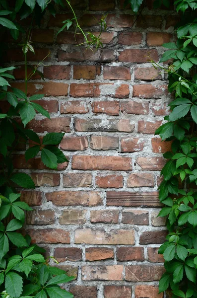 Old brick wall with vine