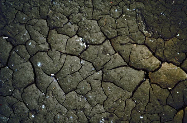 Cracked and dried mud texture