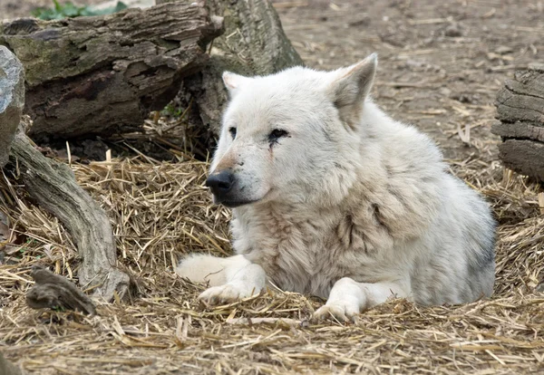 White wolf laying