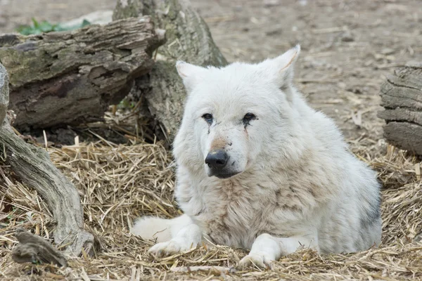 White wolf laying