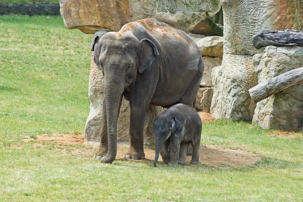 Elephants mother wtih calf