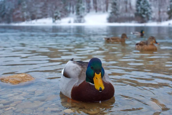 Ducks in the winter lake