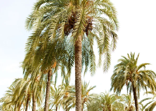 Multiple aligned palm trees