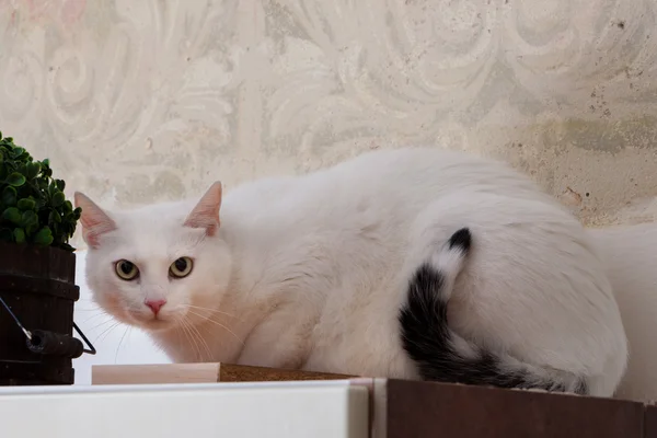 White cat at home