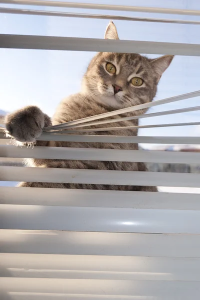 Gray cat and window