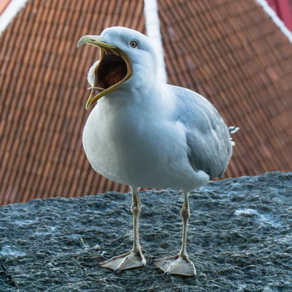 Sea gull bird