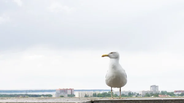 Sea gull bird postcard