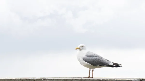 Sea gull bird postcard