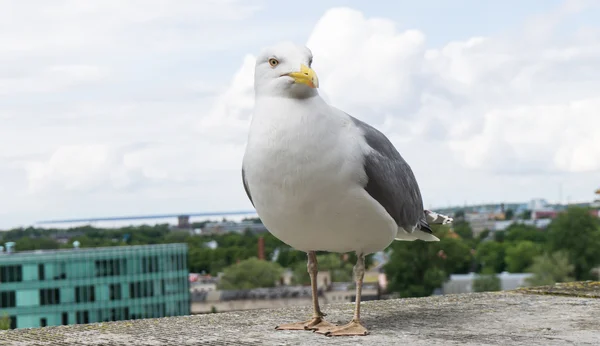 Sea gull bird postcard