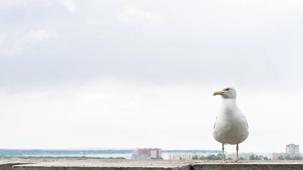 Sea gull bird postcard