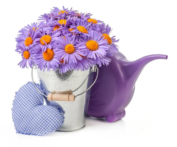 Purple daisies in bucket isolated