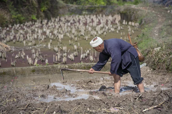Asian farmer tills the land paddy fields using hack, China.