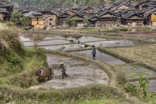 Chinese farmers plow soil in rice fields near minority village.